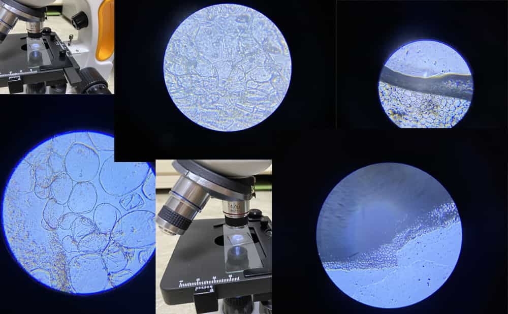 What do you want to observe with the SM202 40-2000x Microscope?