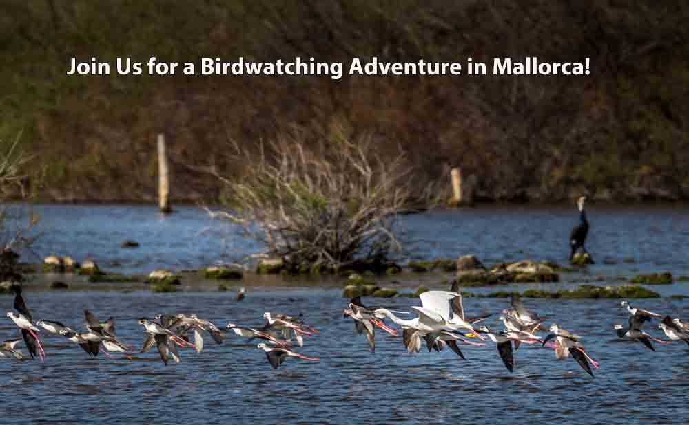 Join Us for a Birdwatching Adventure in Mallorca!