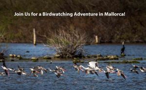 Join Us for a Birdwatching Adventure in Mallorca! doloremque